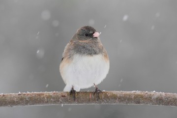 Junco On A Snow-covered Branch