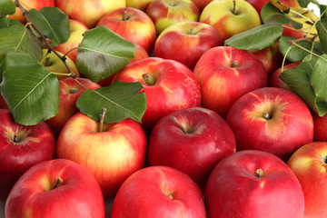 juicy red apples with green leaves, close up