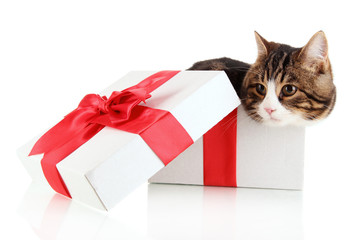 cat in gift box isolated on white