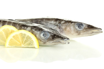 Fishes isolated on white