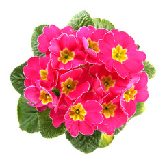 Beautiful pink primula, isolated on white