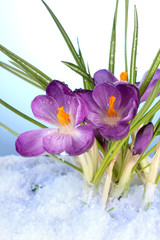 Fototapeta na wymiar Piękne fioletowe krokusy na śniegu, na niebieskim tle