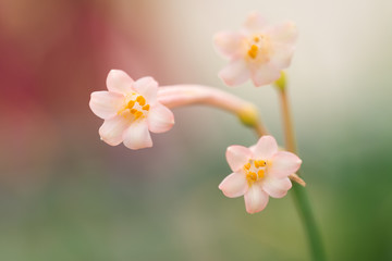 three small flowers