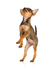 Standing puppy. Russian toy terrier.