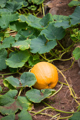 Obraz premium pumpkin