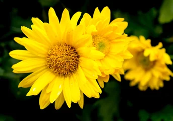 Cercles muraux Marguerites yellow daisy flowers