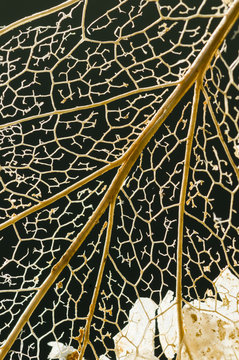 Dead leaf