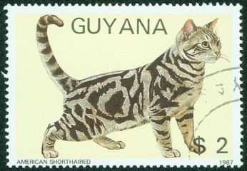 stamp printed in Guyana, shows American short haired cat