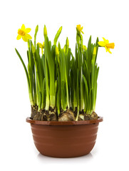 Yellow daffodils in a pot  isolated on a white background