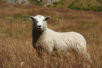 Naklejka premium watchful sheep