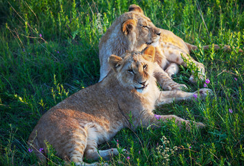 Fototapeta premium Lion