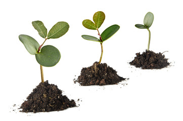 Saplings on white background