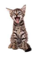 gray striped kitten with shock grimace