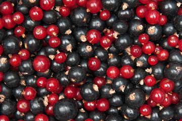 redcurrant and  blackcurrant