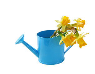 Daffodils on a little blue watering can