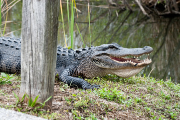 Alligatore americano nel parco Everglades. bocca denti da paura