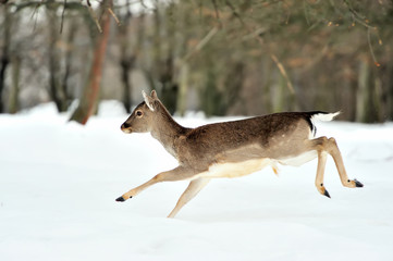 Fallow deer