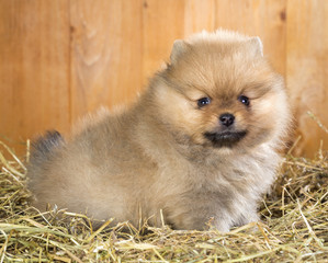 Pomeranian puppy on a straw