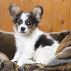 Papillon Puppy in bed