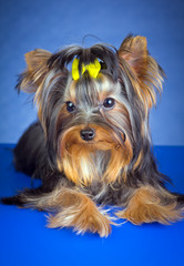 Naklejka premium Young Dog Breed Yorkshire Terrier