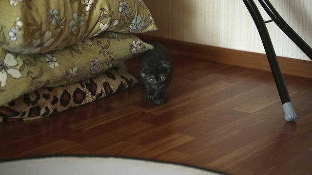 Kitten seaks preparing to attack.