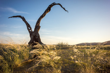 Dry tree at sunset close to the Namib desert in Namibia