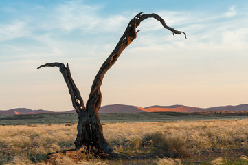 Dry tree at sunset close to the Namib desert in Namibia
