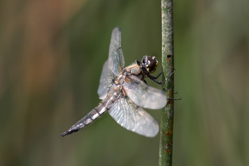 Dragonfly on reeds stem