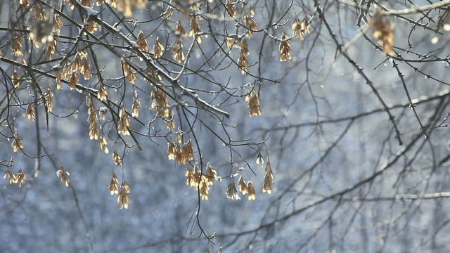 Snow falling through the branches of a tree.