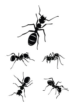 ant Collection Set