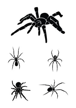 spider Collection Set