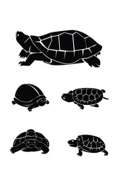 Fototapeta premium turtle Collection Set