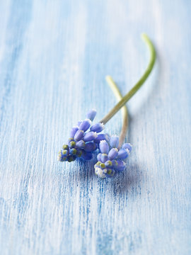 Fototapeta Grape Hyacinths