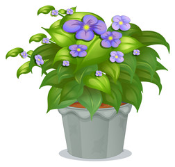 A plant with flowers