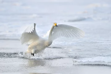Foto op Aluminium Whooper Swan landing from flight. © andreanita