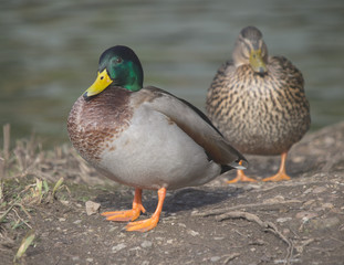 Mallards