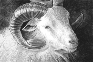 Great goat illustration made with digital tablet, sketch