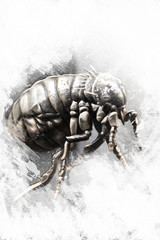Louse illustration made with digital tablet, insect