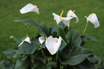 Gewöhnliche Calla, Blüten