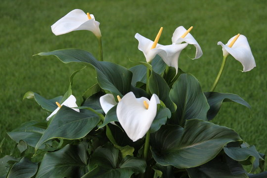 Gew&ouml;hnliche Calla, Bl&uuml;ten