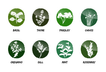 herbs vector