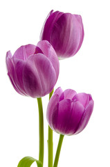 Drei lila Tulpen