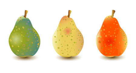 Three pears