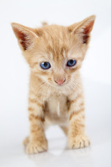 Obraz premium cute little kitten