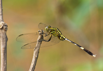 dragonfly