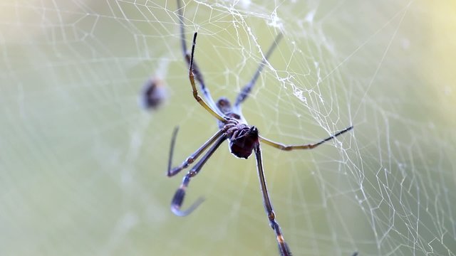 Ara&ntilde;a Tejedora Dorada_0770