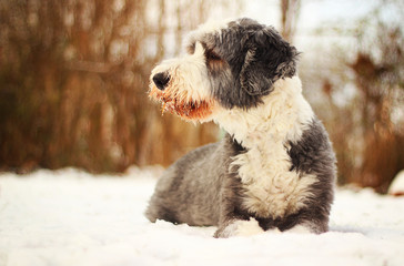Dog in snow