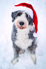 Christmas dog - 49585785