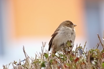 young house sparrow