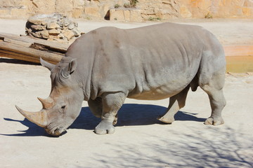 Naklejka premium White Rhino